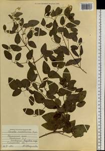 Clematis terniflora var. mandshurica (Rupr.) Ohwi, Siberia, Russian Far East (S6) (Russia)