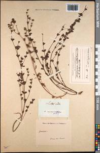 Lotus dorycnium L., South Asia, South Asia (Asia outside ex-Soviet states and Mongolia) (ASIA) (India)