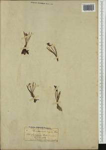 Chamorchis alpina (L.) Rich., Western Europe (EUR) (Switzerland)