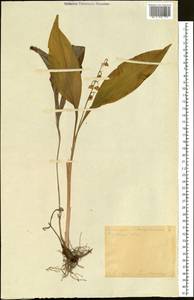 Convallaria keiskei Miq., Siberia, Russian Far East (S6) (Russia)