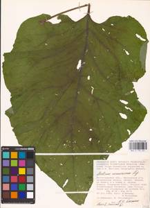 Arctium nemorosum Lej., Eastern Europe, Lower Volga region (E9) (Russia)