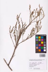 Tamarix gracilis Willd., Middle Asia, Caspian Ustyurt & Northern Aralia (M8) (Kazakhstan)