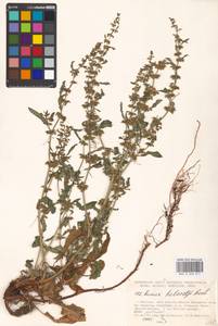 Rumex dentatus L., Eastern Europe, Moscow region (E4a) (Russia)