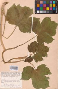 Heracleum sphondylium subsp. sibiricum (L.) Simonk., Eastern Europe, Lower Volga region (E9) (Russia)