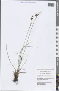 Luzula multiflora (Ehrh.) Lej., Eastern Europe, Central region (E4) (Russia)