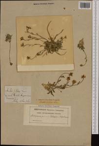 Arabidopsis lyrata subsp. petraea (L.) O'Kane & Al-Shehbaz, Western Europe (EUR) (Sweden)