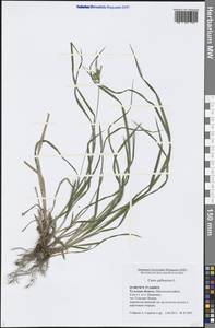 Carex pallescens L., Eastern Europe, Central region (E4) (Russia)