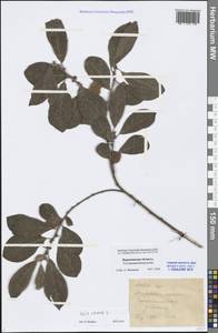 Salix cinerea L., Eastern Europe, Central forest-and-steppe region (E6) (Russia)