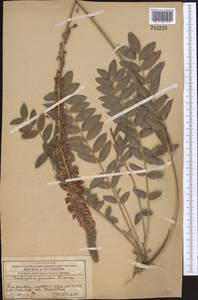 Onobrychis grandis Lipsky, Middle Asia, Western Tian Shan & Karatau (M3) (Kazakhstan)