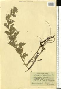 Artemisia absinthium L., Eastern Europe, North Ukrainian region (E11) (Ukraine)