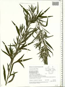 Artemisia dubia Wall. ex Besser, Eastern Europe, Central region (E4) (Russia)