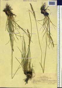 Psathyrostachys juncea (Fisch.) Nevski, Siberia, Western (Kazakhstan) Altai Mountains (S2a) (Kazakhstan)