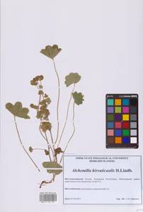 Alchemilla hirsuticaulis H.Lindb., Eastern Europe, Middle Volga region (E8) (Russia)