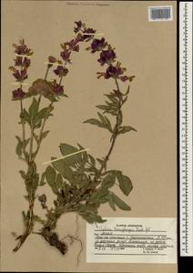 Salvia bucharica Popov, South Asia, South Asia (Asia outside ex-Soviet states and Mongolia) (ASIA) (Afghanistan)