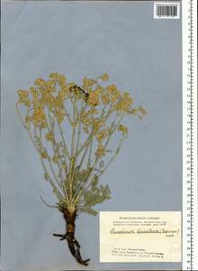 Kitagawia baicalensis (Redowsky ex Willd.) Pimenov, Siberia, Altai & Sayany Mountains (S2) (Russia)