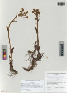 Petasites radiatus (J. F. Gmel.) J. Toman, Siberia, Altai & Sayany Mountains (S2) (Russia)