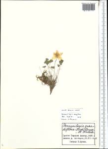 Paraquilegia caespitosa (Boiss. & Hohen.) Drumm. & Hutch., Middle Asia, Northern & Central Tian Shan (M4) (Kyrgyzstan)