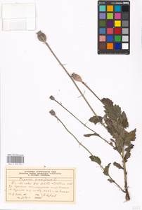 Papaver somniferum L., Eastern Europe, Moscow region (E4a) (Russia)