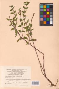 MHA 0 155 494, Scutellaria supina L., Eastern Europe, Eastern region (E10) (Russia)