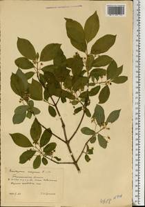 Euonymus europaeus L., Eastern Europe, South Ukrainian region (E12) (Ukraine)