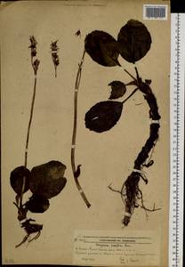 Bergenia crassifolia (L.) Fritsch, Siberia, Russian Far East (S6) (Russia)