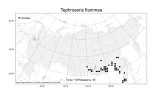 Tephroseris flammea (DC.) Holub, Atlas of the Russian Flora (FLORUS) (Russia)
