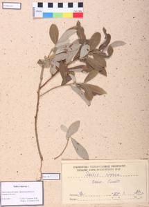 Salix cinerea L., Siberia, Altai & Sayany Mountains (S2) (Russia)