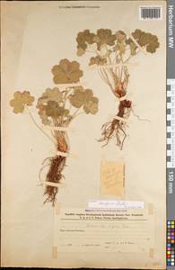 Alchemilla bombycina Rothm., Caucasus, Azerbaijan (K6) (Azerbaijan)