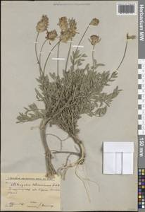 Astragalus schrenkianus Fisch. & C.A.Mey., Middle Asia, Western Tian Shan & Karatau (M3) (Uzbekistan)