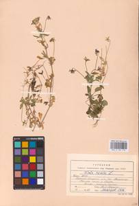 Viola tricolor L., Eastern Europe, Northern region (E1) (Russia)