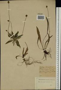 Plantago lanceolata L., Eastern Europe, North-Western region (E2) (Russia)