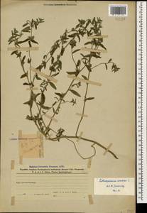 Buglossoides arvensis (L.) I.M.Johnst., Caucasus, Azerbaijan (K6) (Azerbaijan)