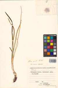 Allium spirale Schweigg., Siberia, Chukotka & Kamchatka (S7) (Russia)