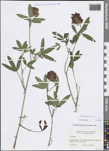 Trifolium medium L., Eastern Europe, North-Western region (E2) (Russia)