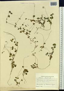 Linnaea borealis L., Siberia, Western Siberia (S1) (Russia)