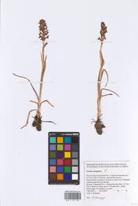 Anacamptis coriophora (L.) R.M.Bateman, Pridgeon & M.W.Chase, Eastern Europe, Lower Volga region (E9) (Russia)