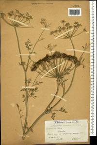 Astrodaucus orientalis (L.) Drude, Caucasus, Armenia (K5) (Armenia)