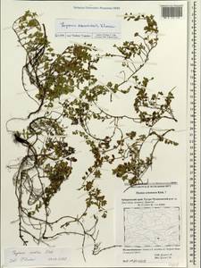 Thymus amurensis Klokov, Siberia, Russian Far East (S6) (Russia)