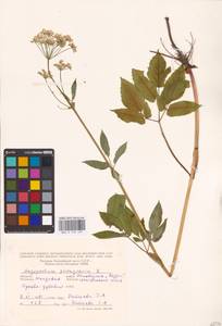 Aegopodium podagraria L., Eastern Europe, Moldova (E13a) (Moldova)