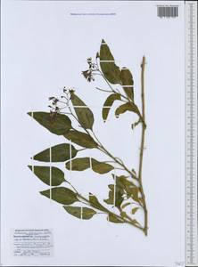 Solanum dulcamara L., Caucasus, Black Sea Shore (from Novorossiysk to Adler) (K3) (Russia)