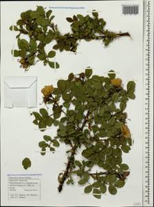 Rosa pulverulenta M. Bieb., Caucasus, Stavropol Krai, Karachay-Cherkessia & Kabardino-Balkaria (K1b) (Russia)