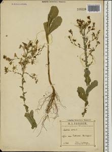 Lactuca sativa L., Eastern Europe, Central region (E4) (Russia)