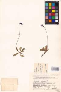 MHA 0 162 551, Pinguicula vulgaris L., Eastern Europe, Northern region (E1) (Russia)