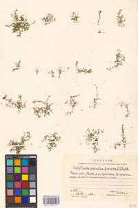 Callitriche palustris L., Eastern Europe, Moscow region (E4a) (Russia)