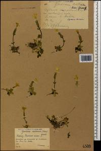 Gentiana verna subsp. oschtenica (Kuzn.) J. J. Halda, Caucasus, Krasnodar Krai & Adygea (K1a) (Russia)