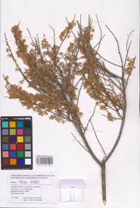 Tamarix laxa Willd., Middle Asia, Caspian Ustyurt & Northern Aralia (M8) (Kazakhstan)