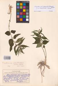 Vincetoxicum fuscatum (Hornem.) Rchb., Eastern Europe, Lower Volga region (E9) (Russia)