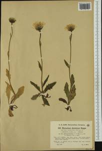 Hieracium dentatum subsp. subruncinatum Nägeli & Peter, Western Europe (EUR) (Austria)