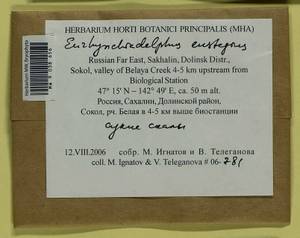 Eurhynchiadelphus eustegia (Besch.) Ignatov & Huttunen, Bryophytes, Bryophytes - Russian Far East (excl. Chukotka & Kamchatka) (B20) (Russia)