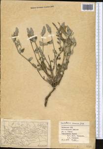 Scutellaria comosa Juz., Middle Asia, Pamir & Pamiro-Alai (M2) (Uzbekistan)